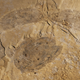 The rock holding a T. gainesi fossil.
